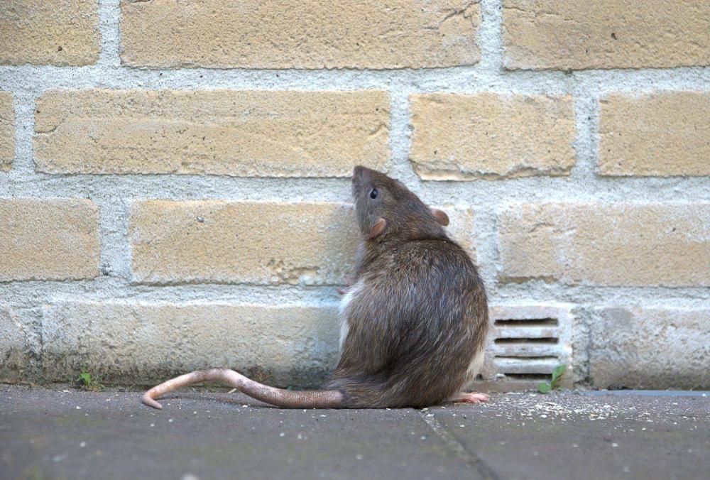 grand rat